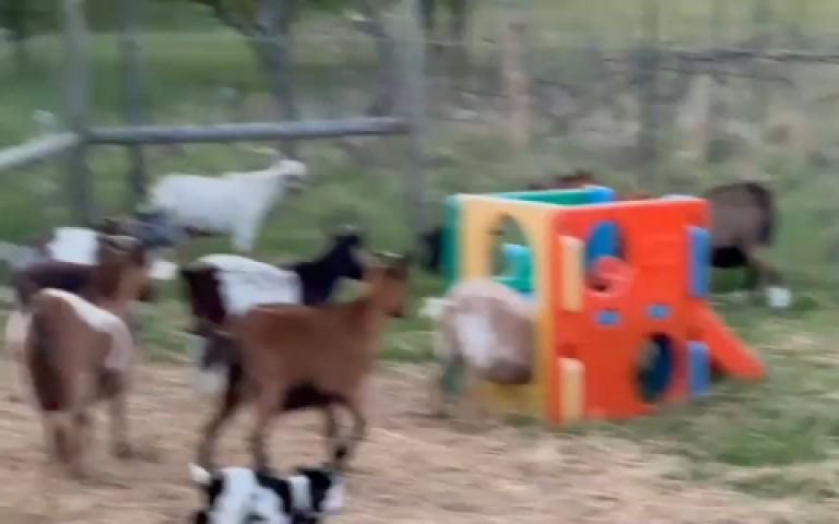 Enshrouded Goats for Beginners Avoid These Common Mistakes Now